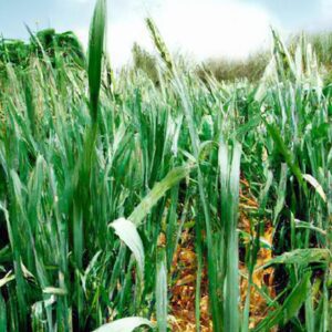Plantas e Agroindústria Sustentável