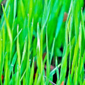 Plantas que Movimentam Bilhões no Agronegócio